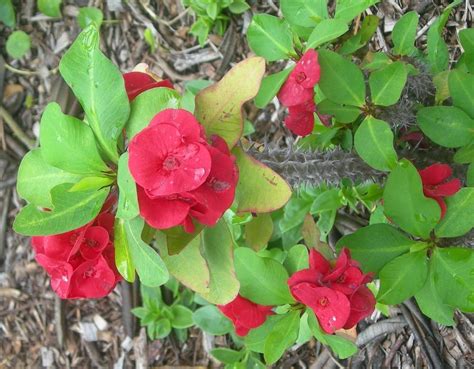 Florida Gardening Forum Crown Of Thorns Need Advice