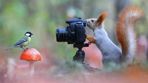 Funny Wallpaper Squirrel Bird Photo Mushroom Animals