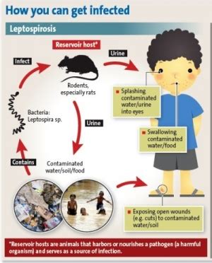 What You Should Know About Leptospirosis
