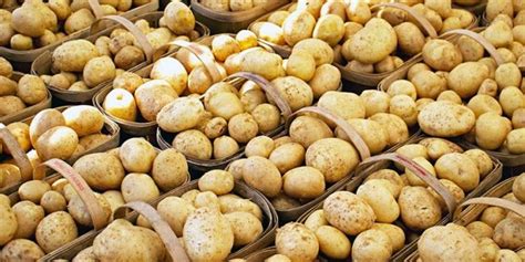 Varying Results In Canadian Potato Harvest Potato Business