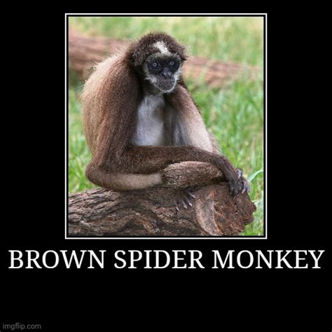 Brown Spider Monkey Imgflip