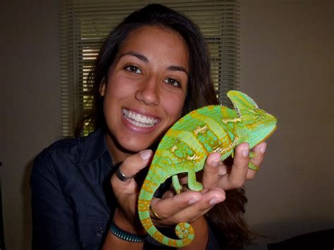 The life span of the veiled chameleon varies. the adventures of US: Wild Veiled Chameleons in South Florida