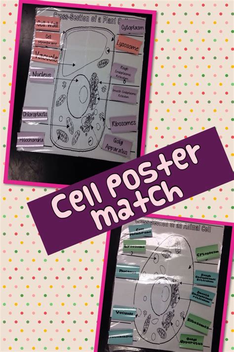 This game is part of a tournament. Animal and plant cell poster matching game | Plant cell ...