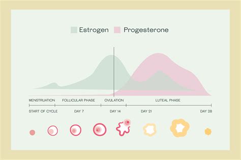 Estrogen And Progesterone Understanding The Role Of Each When Ttc 2022