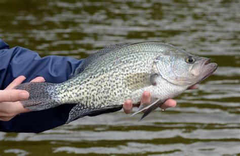 7 Best Crappie Fishing Lures For 2020