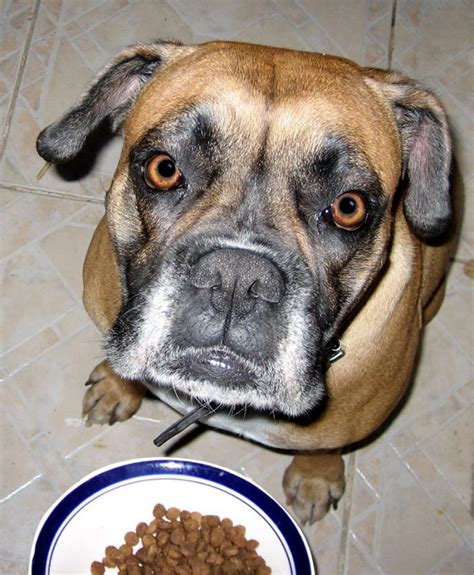 Is grain free dog food better? Whats all this about grain free dog food? - Happy Dog Naturals