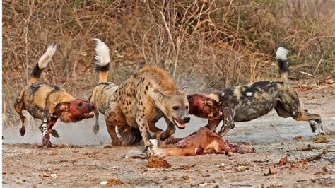 Wild Dogs Hyenas Fight And Attack Hd Hyenas Vs Wild Dogs Youtube