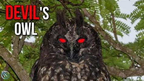 🦉 Stygian Owl ─ The Red Eyed Devils Owl 🦉 Youtube