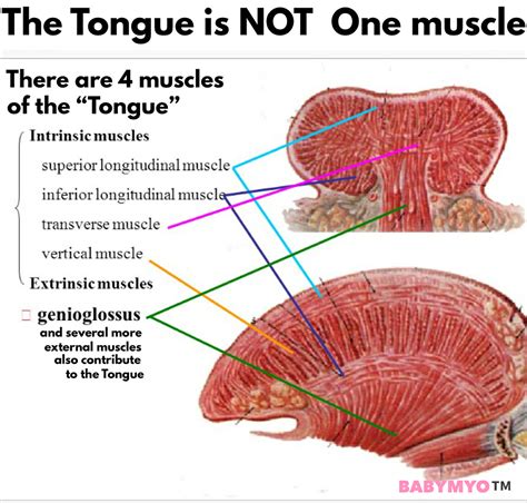 Muscles Of Tongue Anatomy