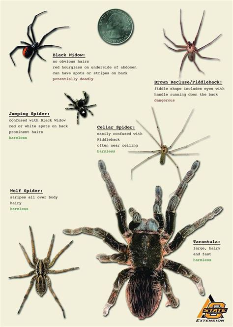 Identify Arkansas Spiders Identification Chart