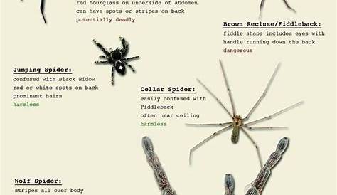 OSU offers spider identification tips | Spider identification, Spider