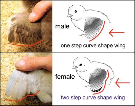 How To Sex Chickens A Comprehensive Guide To Sexing Chicks