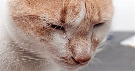 ¿qué Ocurre Cuando Un Gato Llora Con Lágrimas Reales Gatos Perros