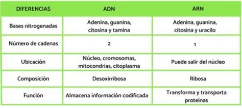 Search Diferencias Entre Adn Y Arn Cuadro Comparativo Adn Y Arn
