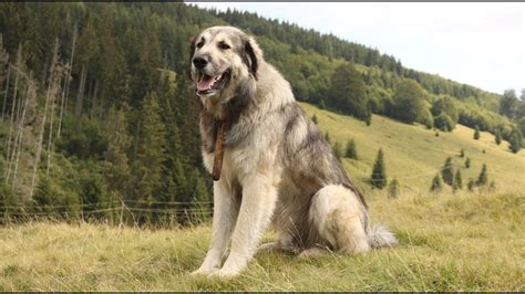 Romanian Dog Breeds Life My Dog