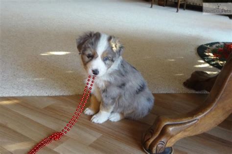 view image 2 for pure bred ckc reg australian shepherd puppies for adoption red deer