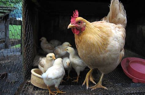 How The Egg Industry Has Drastically Altered The Lives Of Hens Hens Egg Laying Hens Chicken Art
