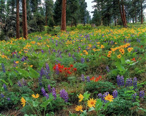 Mountain Wildflowers Photograph By Leland D Howard Fine Art America