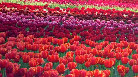 Tulips At The Floriade Flower Festival In Canberra Australia Bing