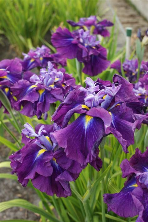 25 Most Beautiful Purple Flowers With Pictures Jessica