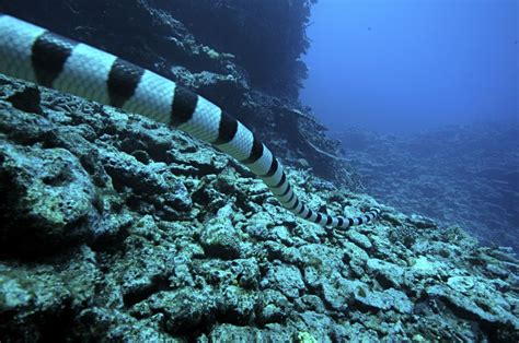 Inmersión De Aspasia Dive The Great Astrolabe Reef Suroeste De La