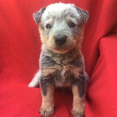 4 Beautiful Blue Heeler Puppies For Sale In Denver Dog