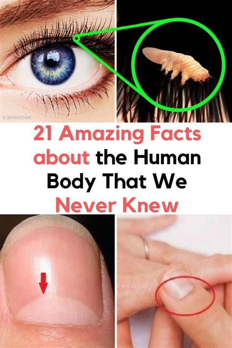 97 Human Body Fun Facts Ideas In 2021 Facts About Humans Fun Facts