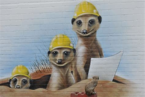 Graffiti Wall Animals Humor Meerkat Meerkats Humor