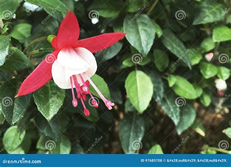 Beautiful Fuchsia Flower In The Garden Stock Photo Image Of Flower