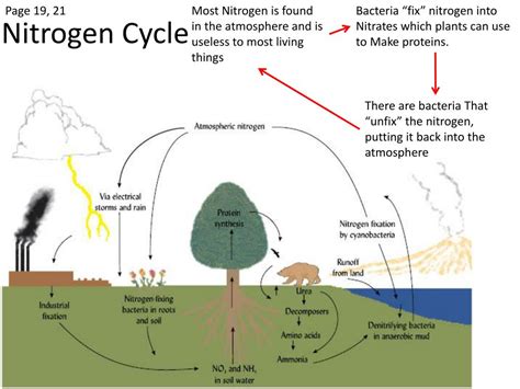 Process for converting nitrates to nitrogen gas. PPT - Oxygen Cycle PowerPoint Presentation, free download ...