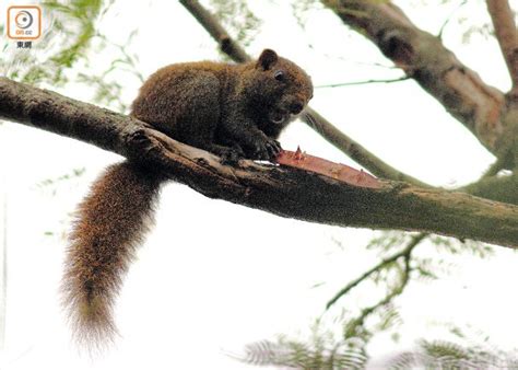 56760 12 3 4 5 6 7 8 9 10. 你要知：行山遇6大野生動物 專家教點執生｜即時新聞｜港澳｜on.cc東網