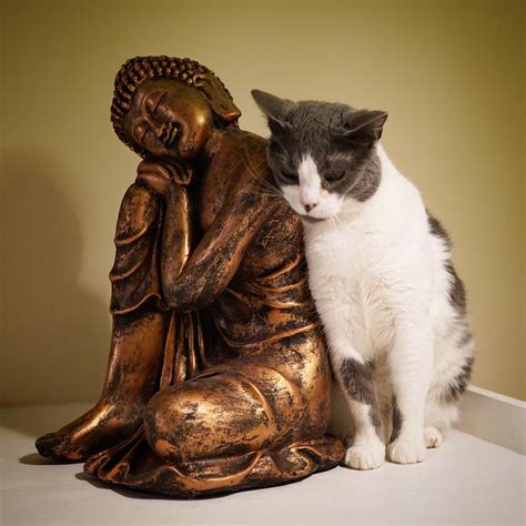 Lily And The Buddha Cat Buddha Pet Birds Crazy Cats