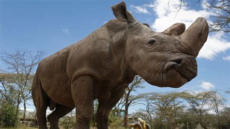 Scientists Plan To Revive The Northern White Rhino Rhino Gives Birth