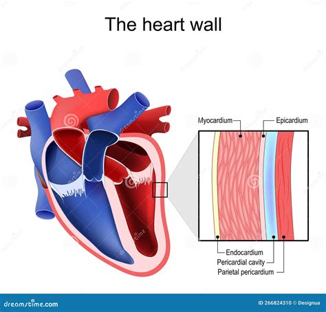 Heart Wall Pericardium Structure Stock Vector Illustration Of
