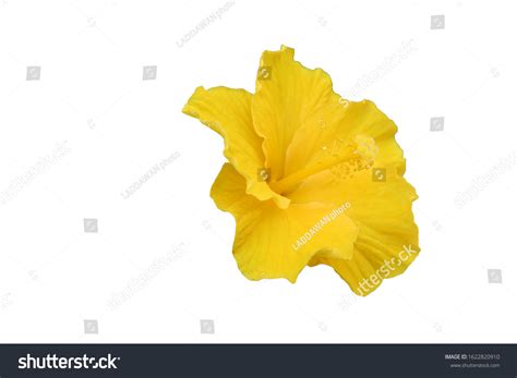 Beautiful Yellow Hibiscus Flower Isolated On Stock Photo 1622820910