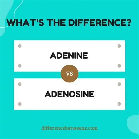 Difference Between Adenine And Adenosine Difference Betweenz