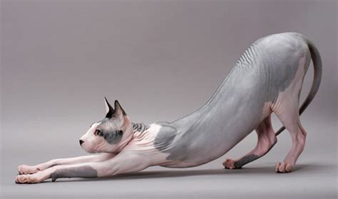 The sphnyx cat personality will surprise you! Sphynx Cat Breed Information
