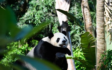 Photos Chine Deux Pandas Géants Célèbrent La Journée Internationale
