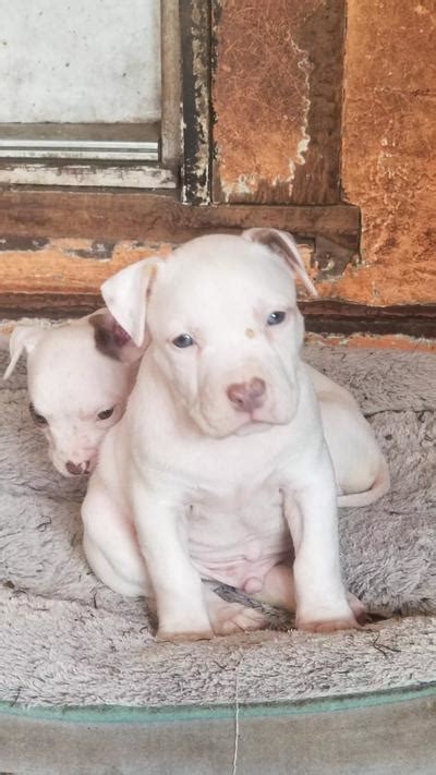 Check spelling or type a new query. Puppies for sale in Miami, FL - 5miles: Buy and Sell