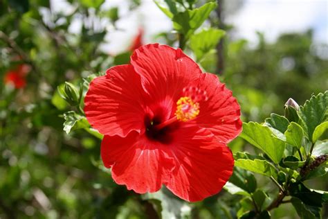 Here you can find different types of flower pictures, among them red flowers, white flowers, rose flowers, spring flowers, flower wallpapers and other flower images. Heilala: National Flower of Tonga | National Flowers by ...