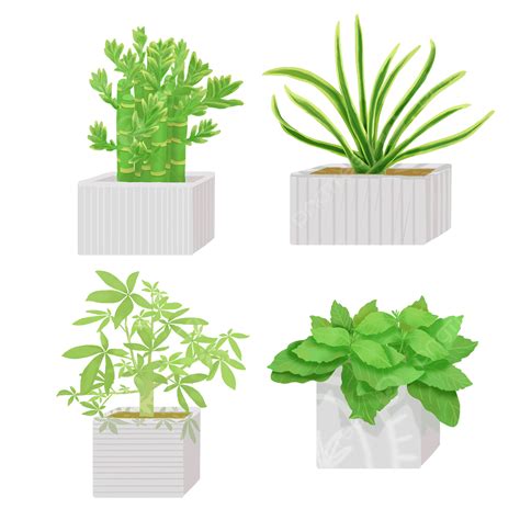 Plantas Verdes Ornamentais Internas Em Vasos Png Plantar Plantas