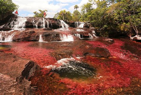 Cano Cristales La Macarena Colombia A Pink Lake And Bleeding