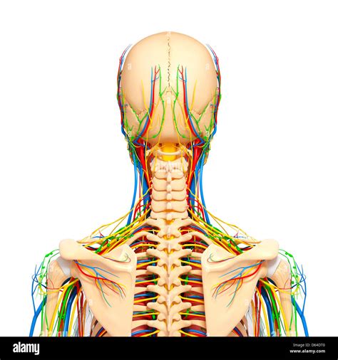 Upper Body Anatomy Artwork Stock Photo Alamy