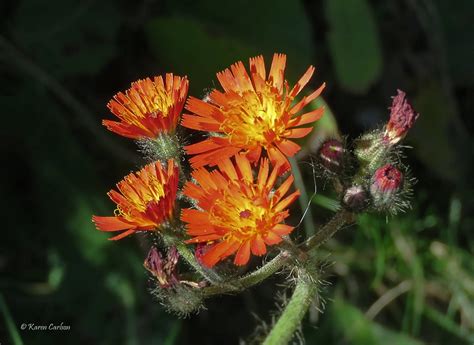 Orange Hawkweed Hieracium Aurantiacum This Wildflower Is Flickr