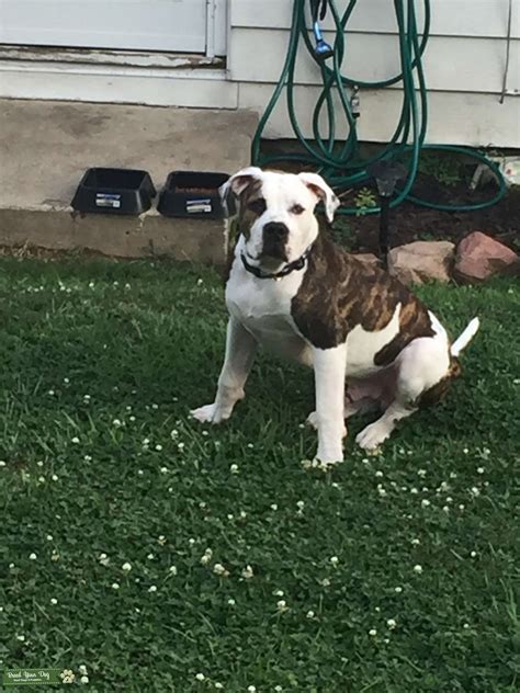 Stud Whitebrindle American Bulldog Stud Dog In Midwest The United