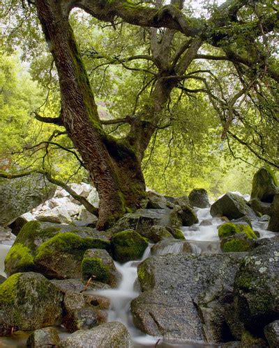 Like Trees Planted Along The Riverbank The Journey