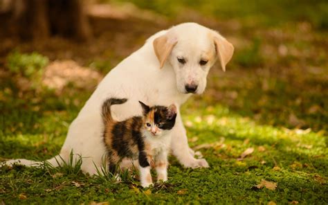 21 Puppies And Kittens Cute Background Pictures Of Puppies