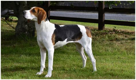 Treeing Walker Coonhound Facts Pictures Puppies Rescue
