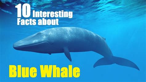 Blue Whale Top Interesting Facts You May To Know Youtube