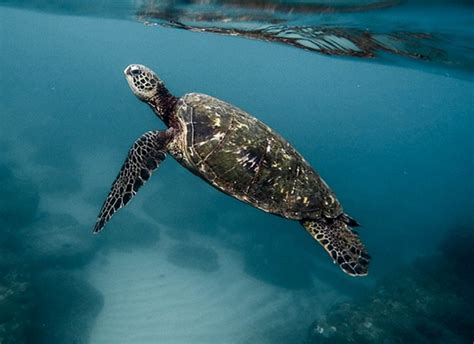 Tartarugas marinhas quantas espécies existem